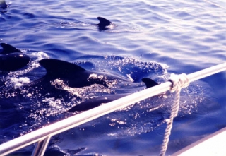 Naviguez avec les dauphins